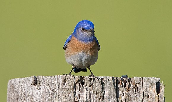 Western Bluebird