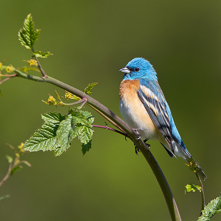 Lazuli Bunting