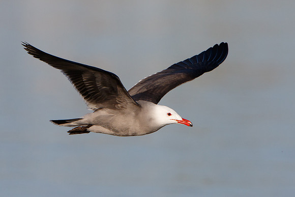 Heermann's Gull