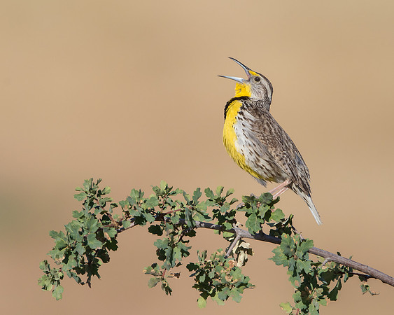Western Meadowloark