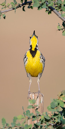 Western Meadowloark
