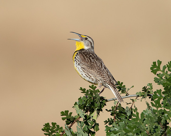 Western Meadowloark