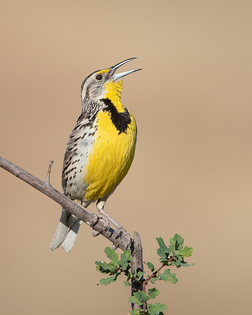 Western Meadowloark