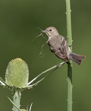 Lazuli Bunting (female), with nest material
