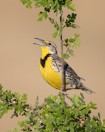 Western Meadowloark