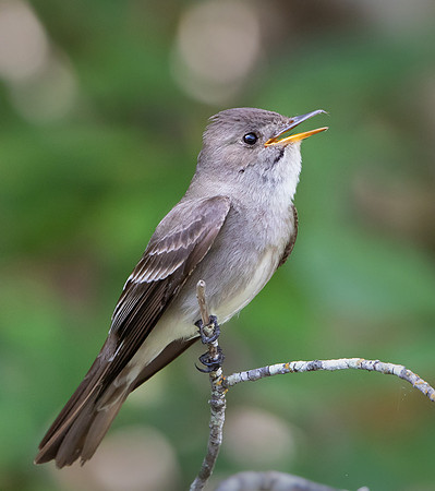 Western Wood-Pewee