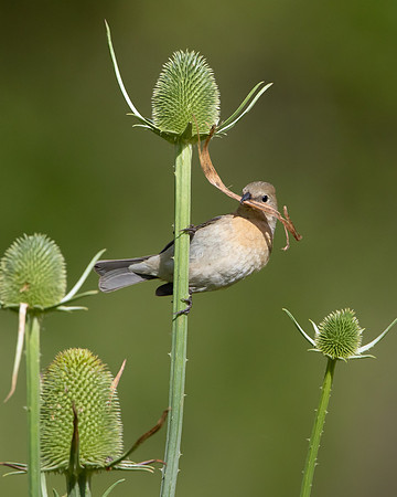 Lazuli Bunting (female), with nest material
