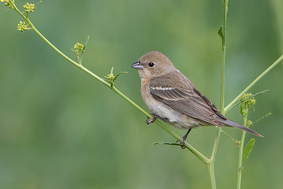 Lazuli Bunting (female)