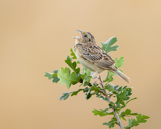 Grasshopper Sparrow