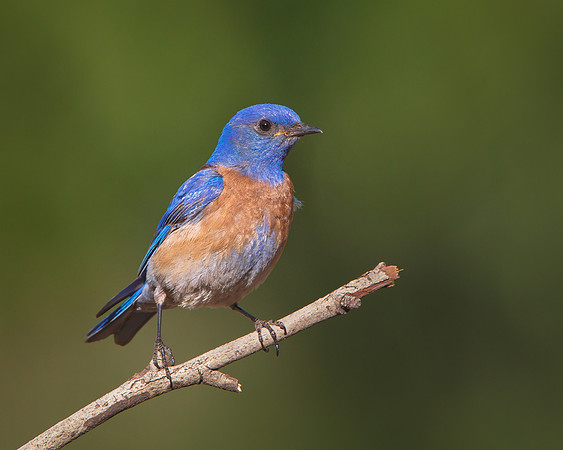Western Bluebird