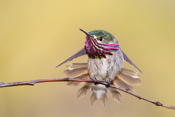 Calliope Hummingbird