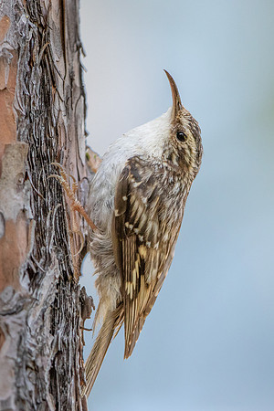 Brown Creeper