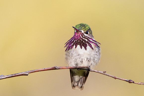 Calliope Hummingbird
