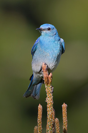 Mountain Bluebird