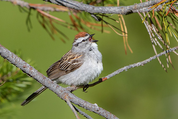 Chipping Sparrow