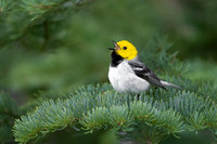 Hermit Warbler