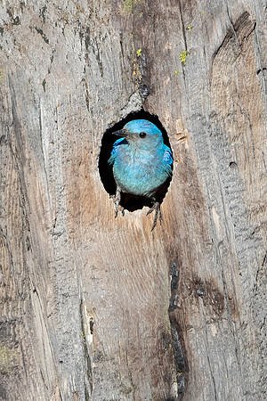 Mountain Bluebird