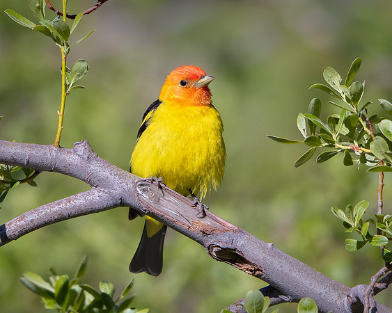 Western Tanager
