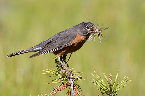 American Robin