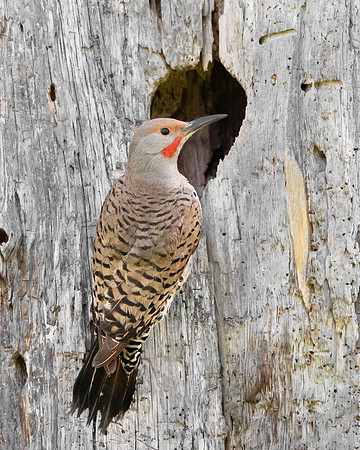 Northern Flicker, at nest