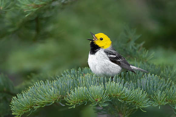 Hermit Warbler