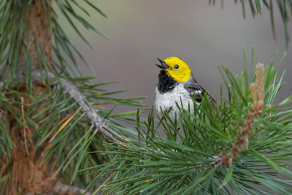 Hermit Warbler