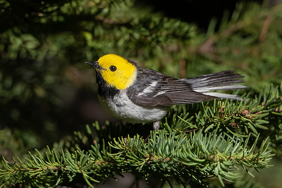 Hermit Warbler