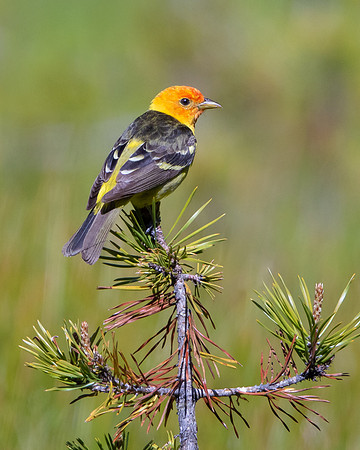 Western Tanager