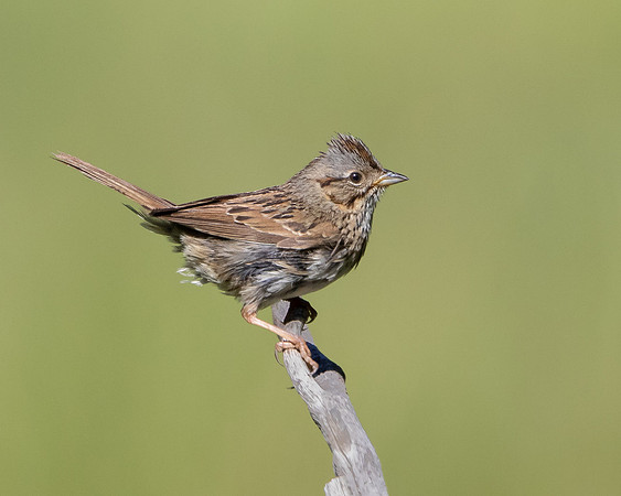 Lincoln's Sparrow