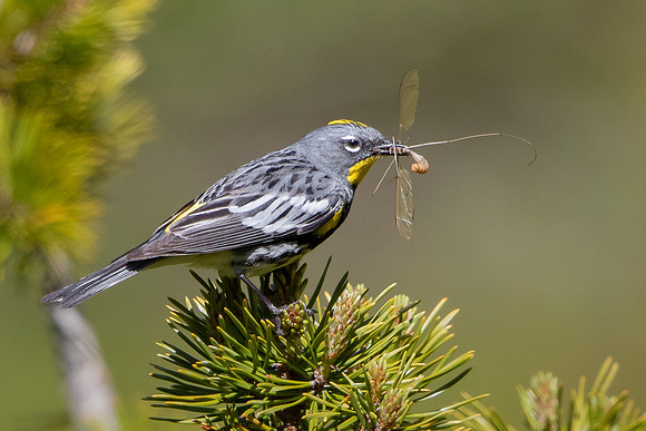 Yellow-rumped Warbler
