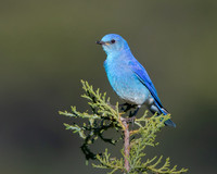 Mountain Bluebird