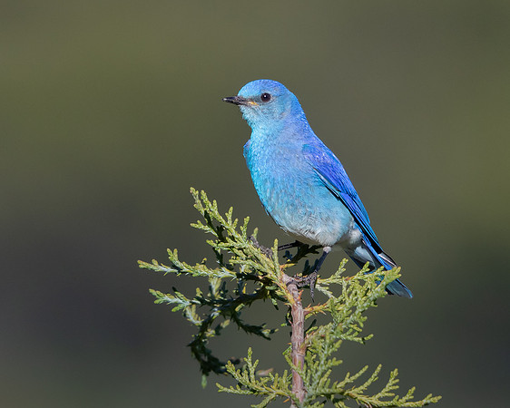 Mountain Bluebird
