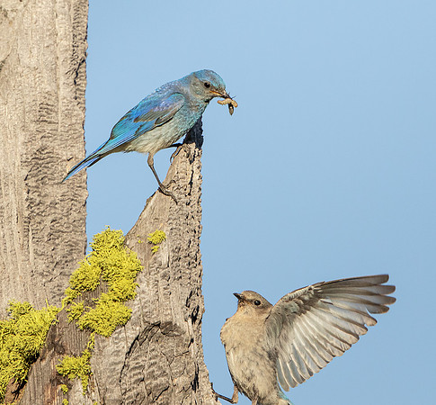 Mountain Bluebird