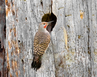 Northern Flicker, at nest