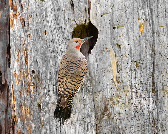 Northern Flicker, at nest