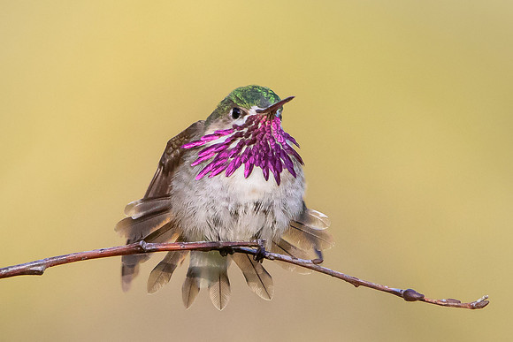 Calliope Hummingbird