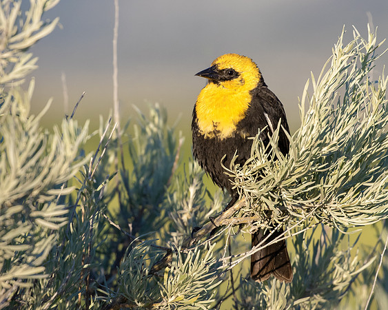 Yellow-headed Blackbird