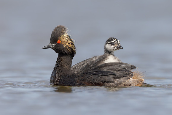Eared Grebe, with chick