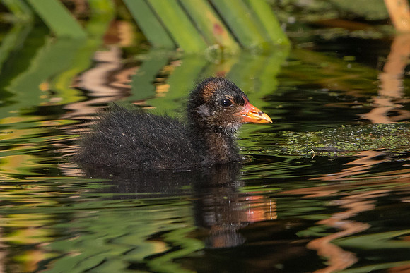 Common Gallinule