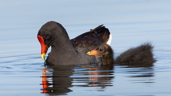 Common Gallinule, with chick