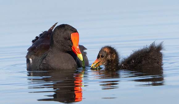 Common Gallinule, with chick