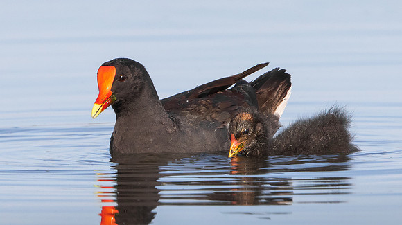 Common Gallinule, with chick