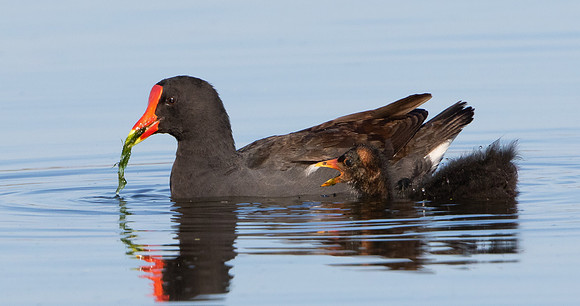 Common Gallinule, with chick