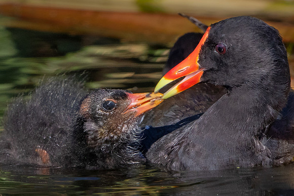 Common Gallinule, feeding chick