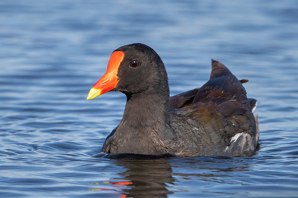 Common Gallinule