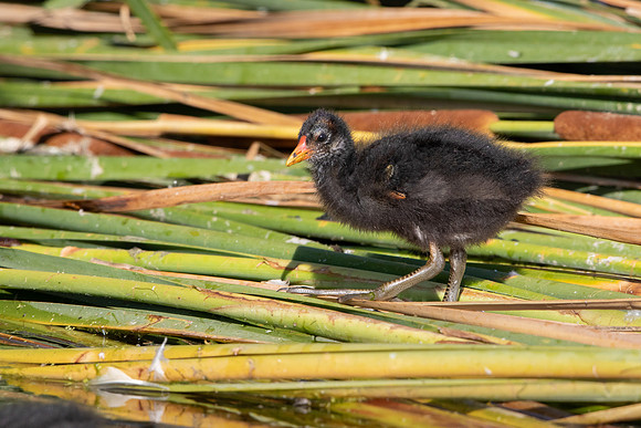 Common Gallinule