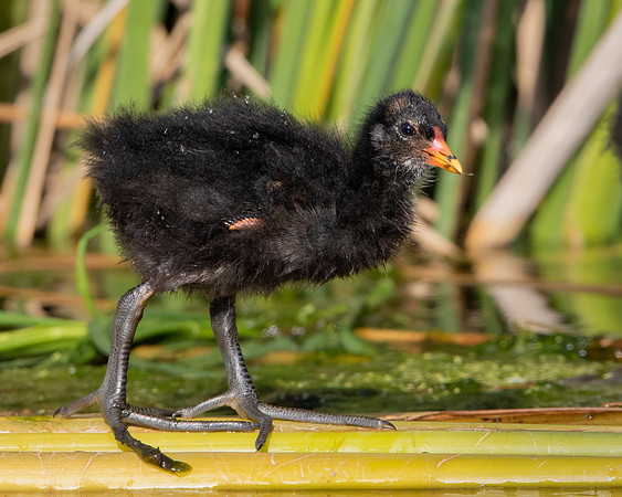 Common Gallinule