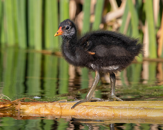 Common Gallinule