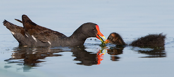 Common Gallinule, with chick