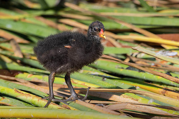 Common Gallinule